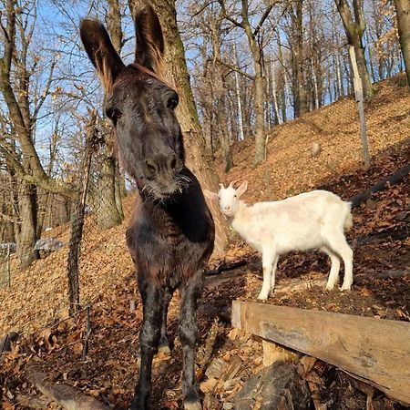 Iduevagamondi - Ospitalita Rurale Famigliare Di Montagna Bed & Breakfast Chiusa di Pesio Екстериор снимка